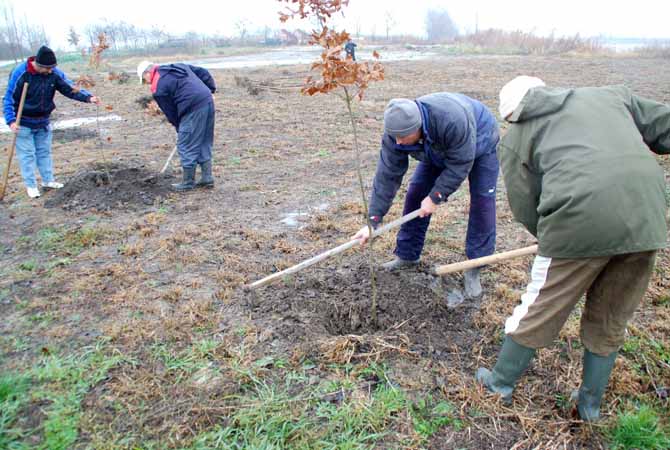 Fásítási akció Turiján 2015. november 28-30. képek